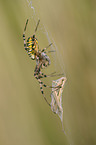 wasp spider
