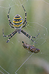 wasp spider