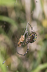 wasp spider