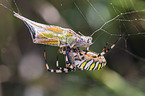 wasp spider