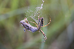 wasp spider