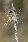 wasp spider