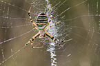 wasp spider