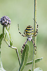 wasp spider