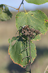 wasp spider