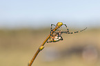 wasp spider