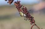 wasp spider