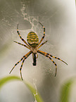 Wasp Spider