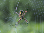 Wasp Spider