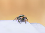 Wasp Spider