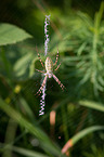 wasp spider