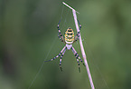 wasp spider