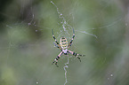 wasp spider