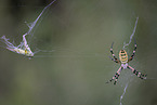 wasp spider