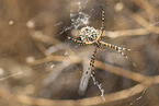 Zebra Spider