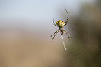 Zebra Spider