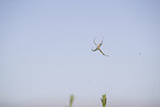 Zebra Spider