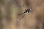 Zebra Spider