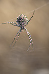 Zebra Spider