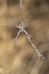 Zebra Spider