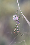 Zebra Spider