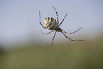 Zebra Spider