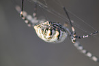 Zebra Spider