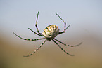 Zebra Spider