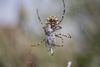 Zebra Spider