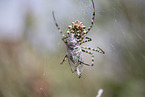 Zebra Spider