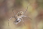 Zebra Spider