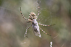 Zebra Spider