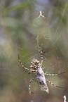 Zebra Spider