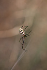 Zebra Spider