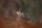 Zebra Spider