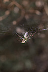 Zebra Spider