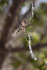 Zebra Spider