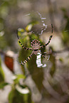 Zebra Spider