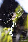 Zebra Spider