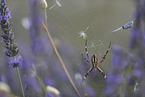 wasp spider