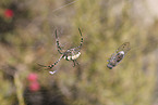 Zebra Spider