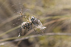 Zebra Spider