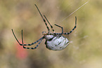 Zebra Spider