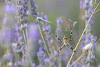 wasp spider