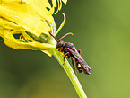 wasp-like bee