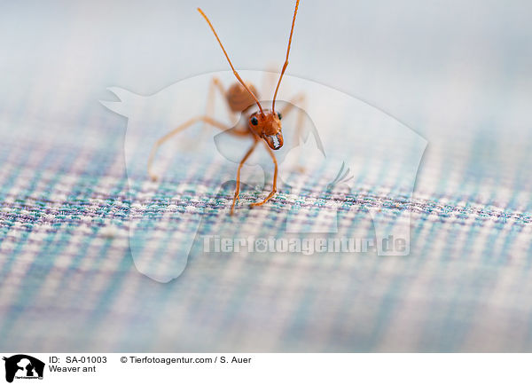 Weaver ant / SA-01003