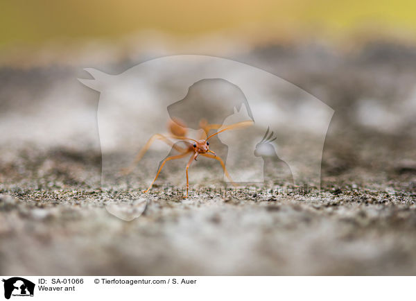 Weaver ant / SA-01066