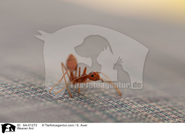 Weaver Ant / SA-01272