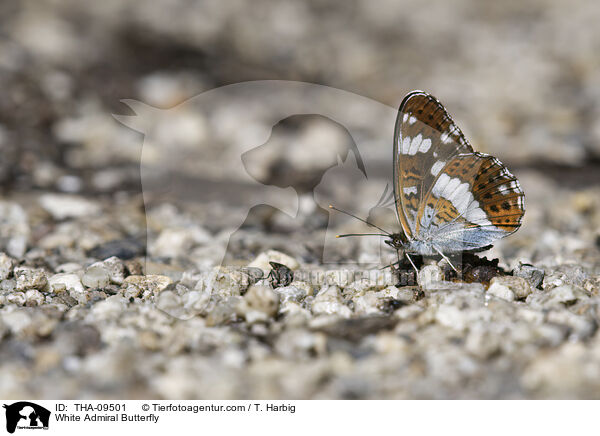 Kleiner Eisvogel / White Admiral Butterfly / THA-09501