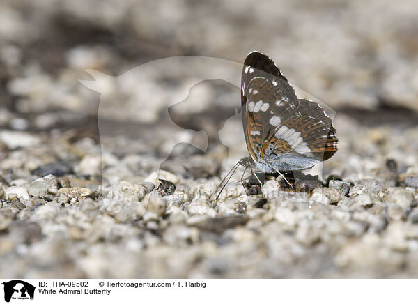 Kleiner Eisvogel / White Admiral Butterfly / THA-09502